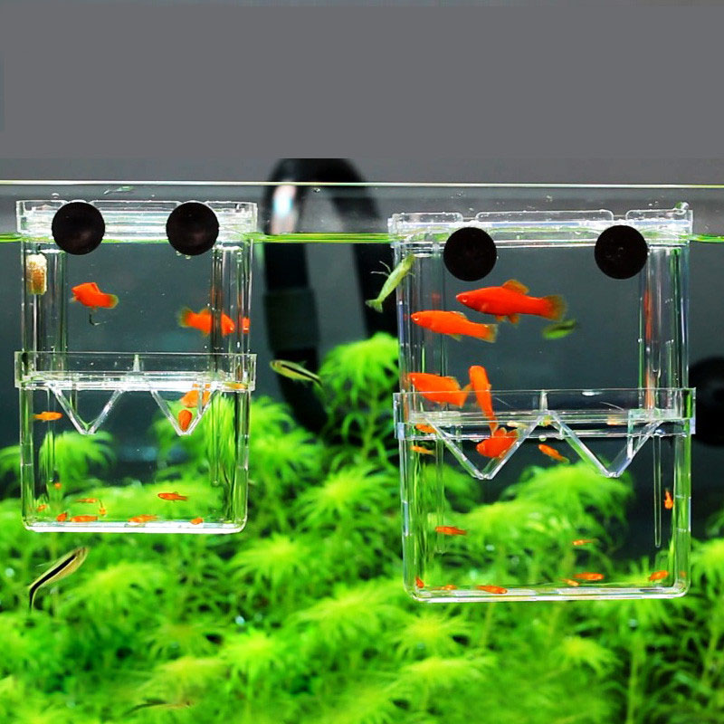 Tavuskuşu Balık Yetiştiriciliğ - Aquarium Fish Betta incelemesi ve fiyatı