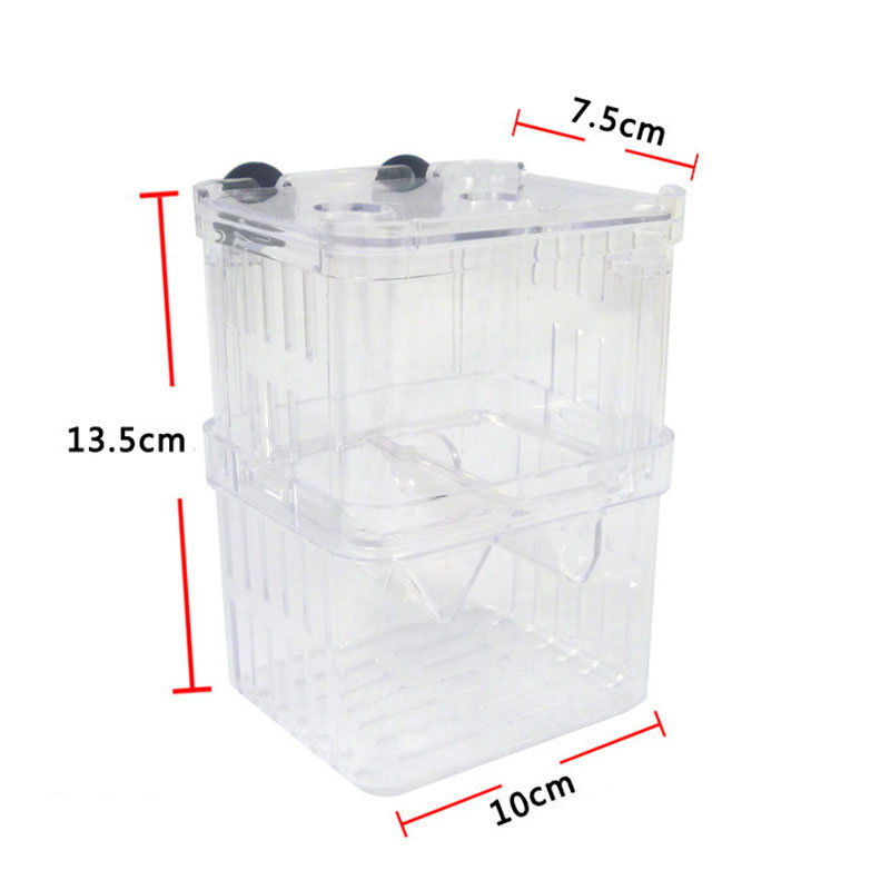 Tavuskuşu Balık Yetiştiriciliğ - Aquarium Fish Betta incelemesi ve fiyatı